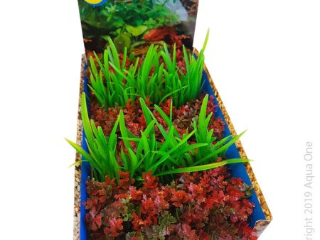 Aqua One Ecoscape Foreground Catspaw R Lilaeopsis GN Mix Punnet Single Supply