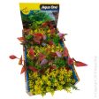 Aqua One Ecoscape Foreground Catspaw Yl lilly R Mix Punnet Single Discount