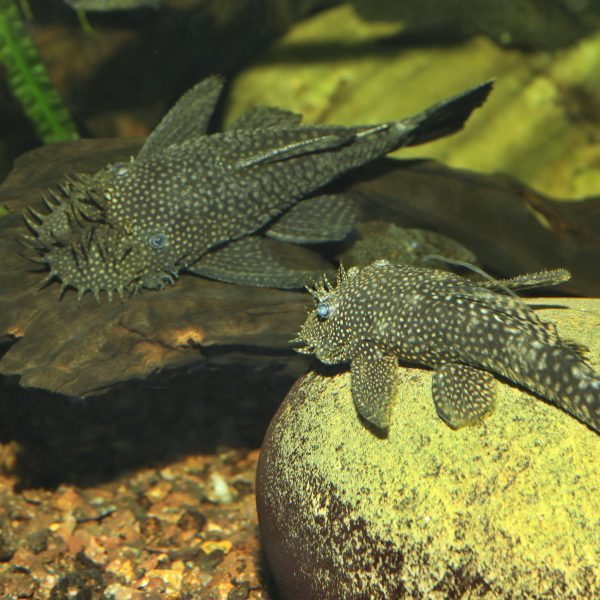 JBL ProNovo Pleco Wafer XL 250ml Online now